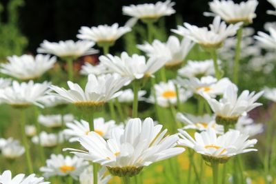 Close-up of white flowers blooming in field