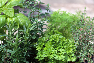 Close-up of fresh green plants