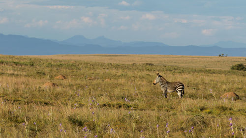 Zebra on field against sky