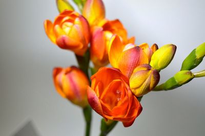 Close-up of orange flowers against wall