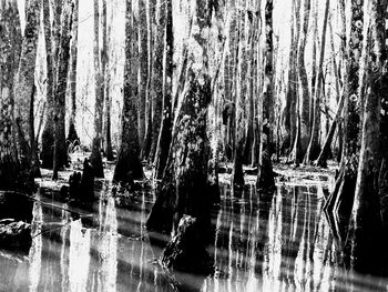 Reflection of trees in lake against sky