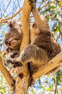 Low angle view of koala bear on tree