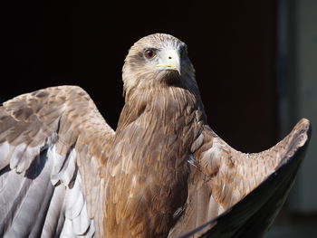 Close-up of bird perching outdoors