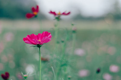 Close-up of pink flower on field