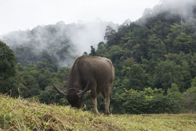 Buffalo grazing on field