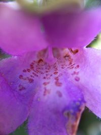 Close-up of pink flowers