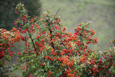 Close-up of red berries on tree