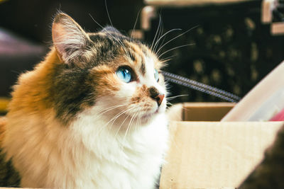 Close-up of a cat looking away