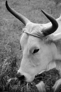 Close-up of a horse on field