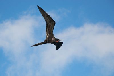 Low angle view of frigatebird flying