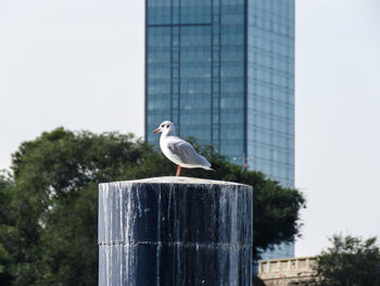 Seagull perching on wooden post