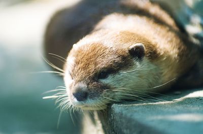 Close-up of meerkat