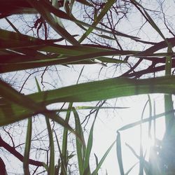 Plants growing on tree