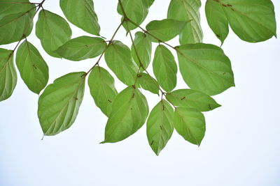 Low angle view of leaves against white background