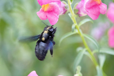 Close-up of bee pollinating on pink flower