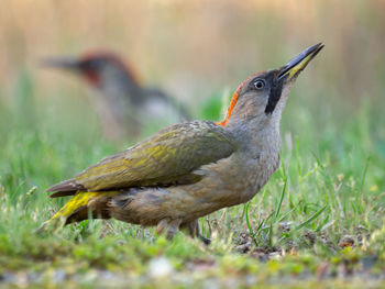 Close-up of a bird