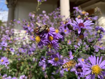 Close-up of bee pollinating on purple flower