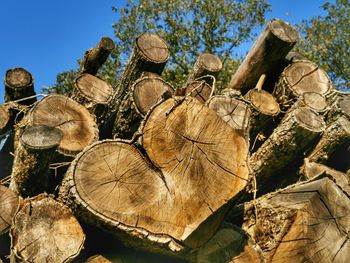 Close-up of logs in forest