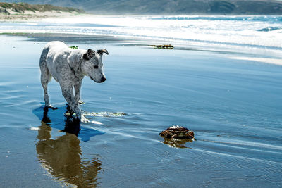 View of dog on beach