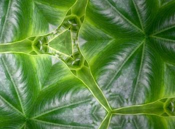Full frame shot of fresh green leaf