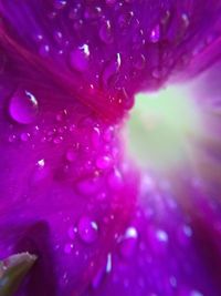 Close-up of water drops on pink flower petal