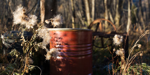 Close-up of flower plants