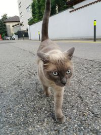 Portrait of cat on street in city