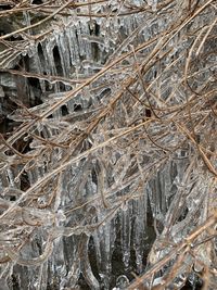 High angle view of frozen plants on land