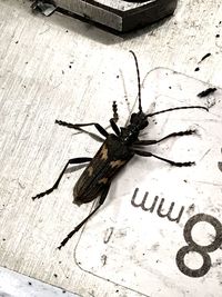 Close-up of spider on wood