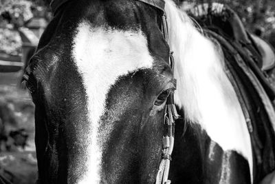horse