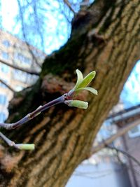 Low angle view of flowering plant on tree