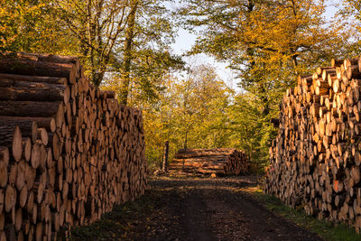 Many trees are felled by drought and storms, leading to an oversupply on the timber market