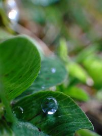 Close-up of water drops on leaf