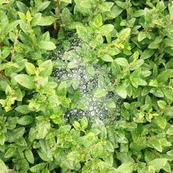 High angle view of green plant in water