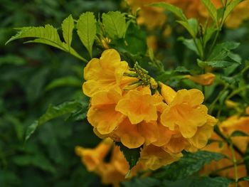 Close-up of yellow flowering plant