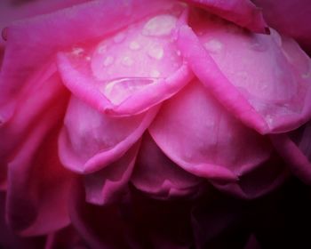 Close-up of pink flower