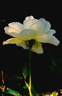 Close-up of white flowers blooming outdoors