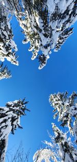 Low angle view of tree against blue sky