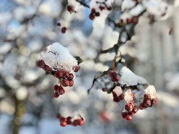 Close-up of frozen berries on tree during winter