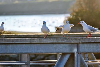 Seagulls perching on railing