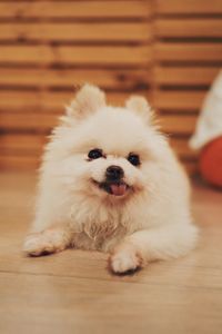 Portrait of white dog relaxing on floor at home