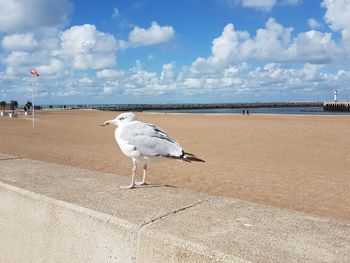 Seagull perching on beach against sky