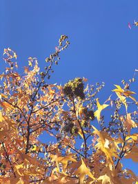 Low angle view of cherry blossoms against blue sky