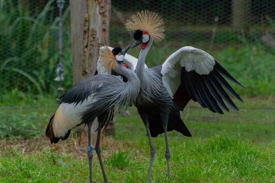 Grey crowned cranes on grassy field