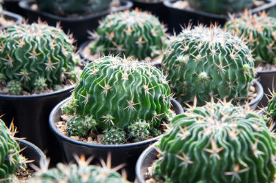 Close-up of potted plants