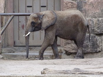 Side view of elephant in zoo