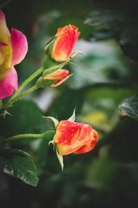 Close-up of red rose flower