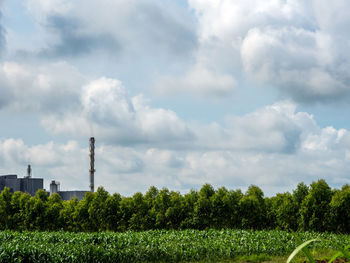 Plants growing on field against sky