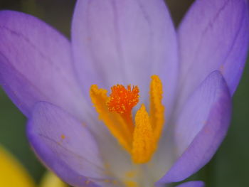 Close-up of fresh purple crocus flower pollen