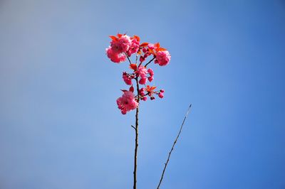 Low angle view of red flowers blooming on tree against clear sky